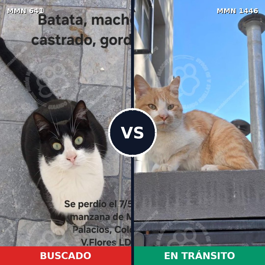 Comparativa MMS 25173: mascota perdida y mascota encontrada, 43% de similitud