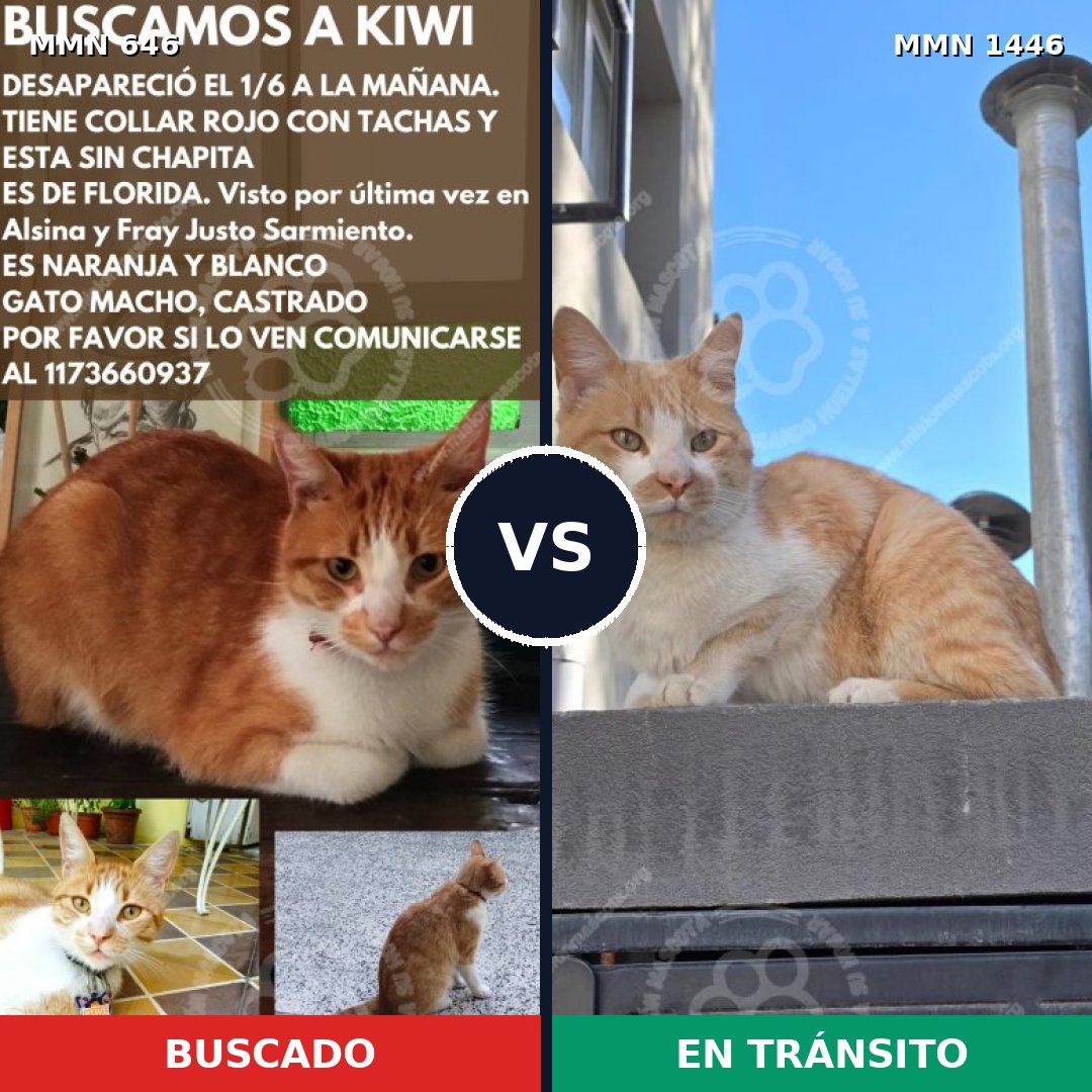 Comparativa MMS 25175: mascota perdida y mascota encontrada, 41% de similitud