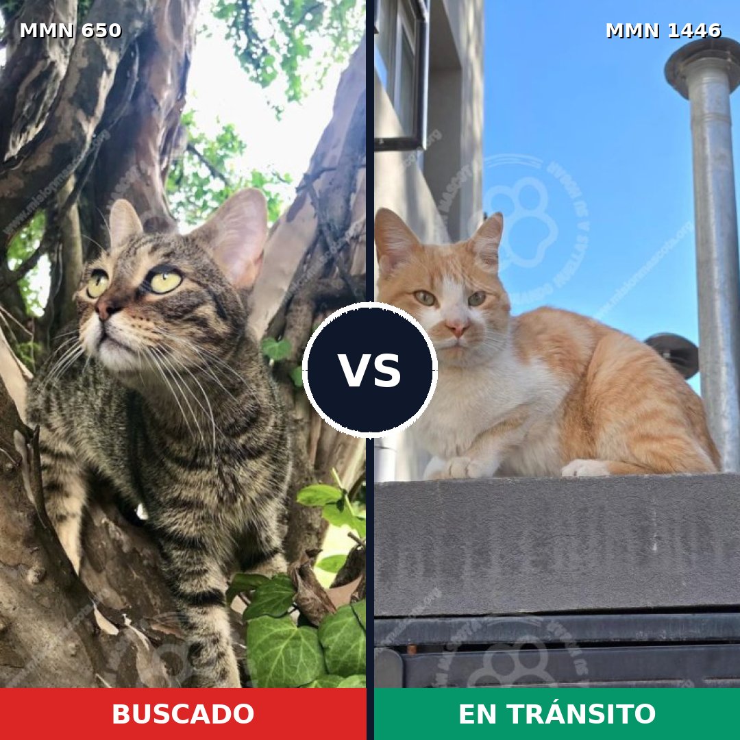 Comparativa MMS 25176: mascota perdida y mascota encontrada, 30% de similitud