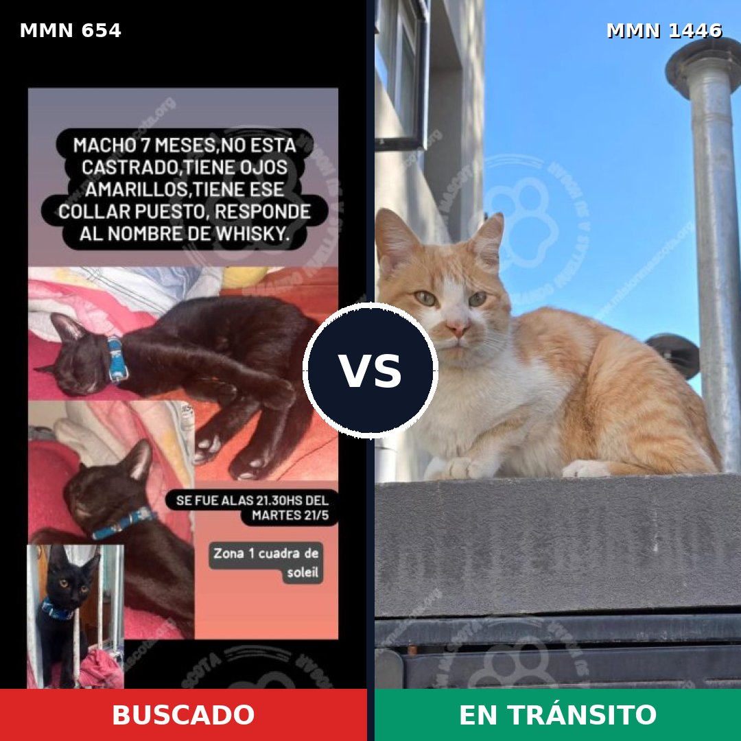 Comparativa MMS 25177: mascota perdida y mascota encontrada, 38% de similitud
