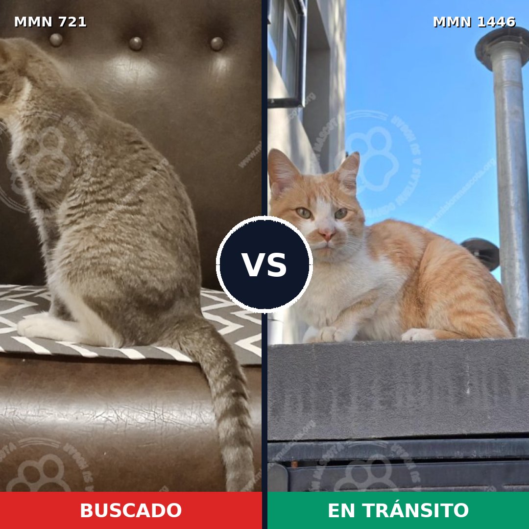 Comparativa MMS 25178: mascota perdida y mascota encontrada, 43% de similitud