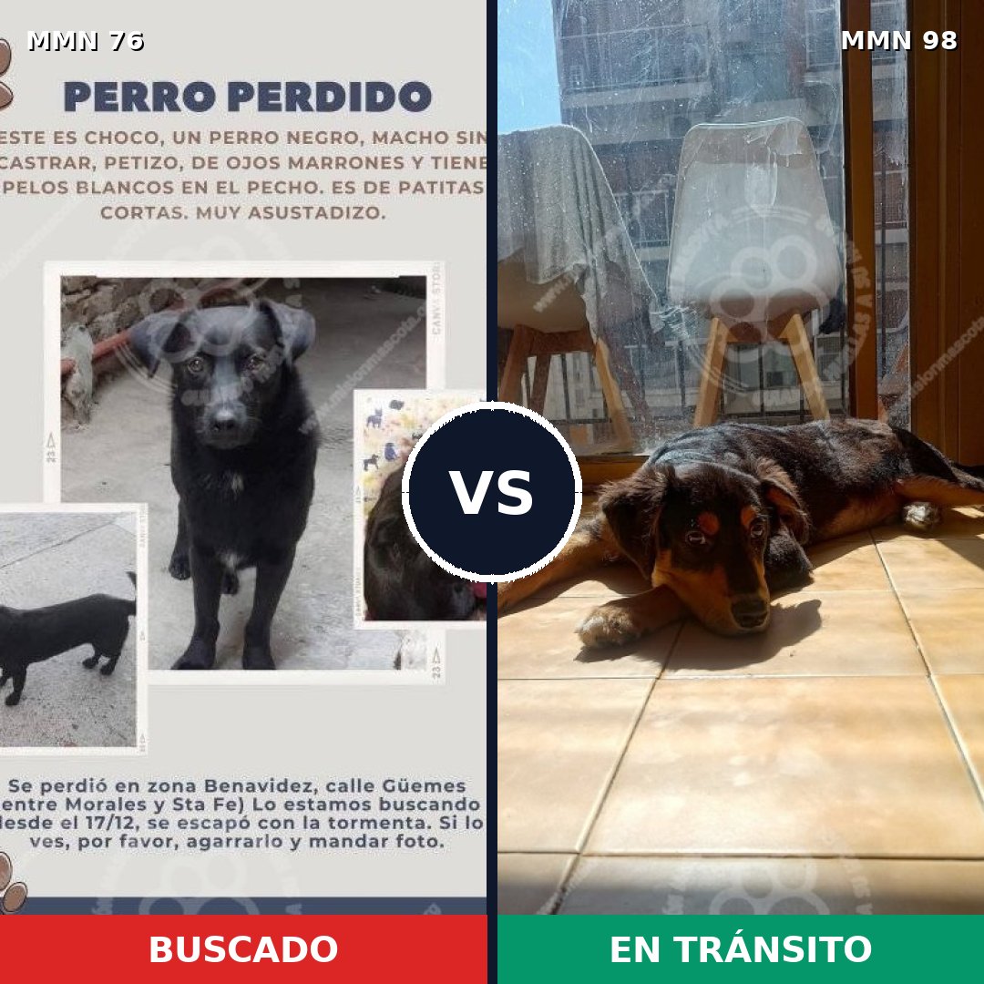 Comparativa MMS 2518: mascota perdida y mascota encontrada, 25% de similitud
