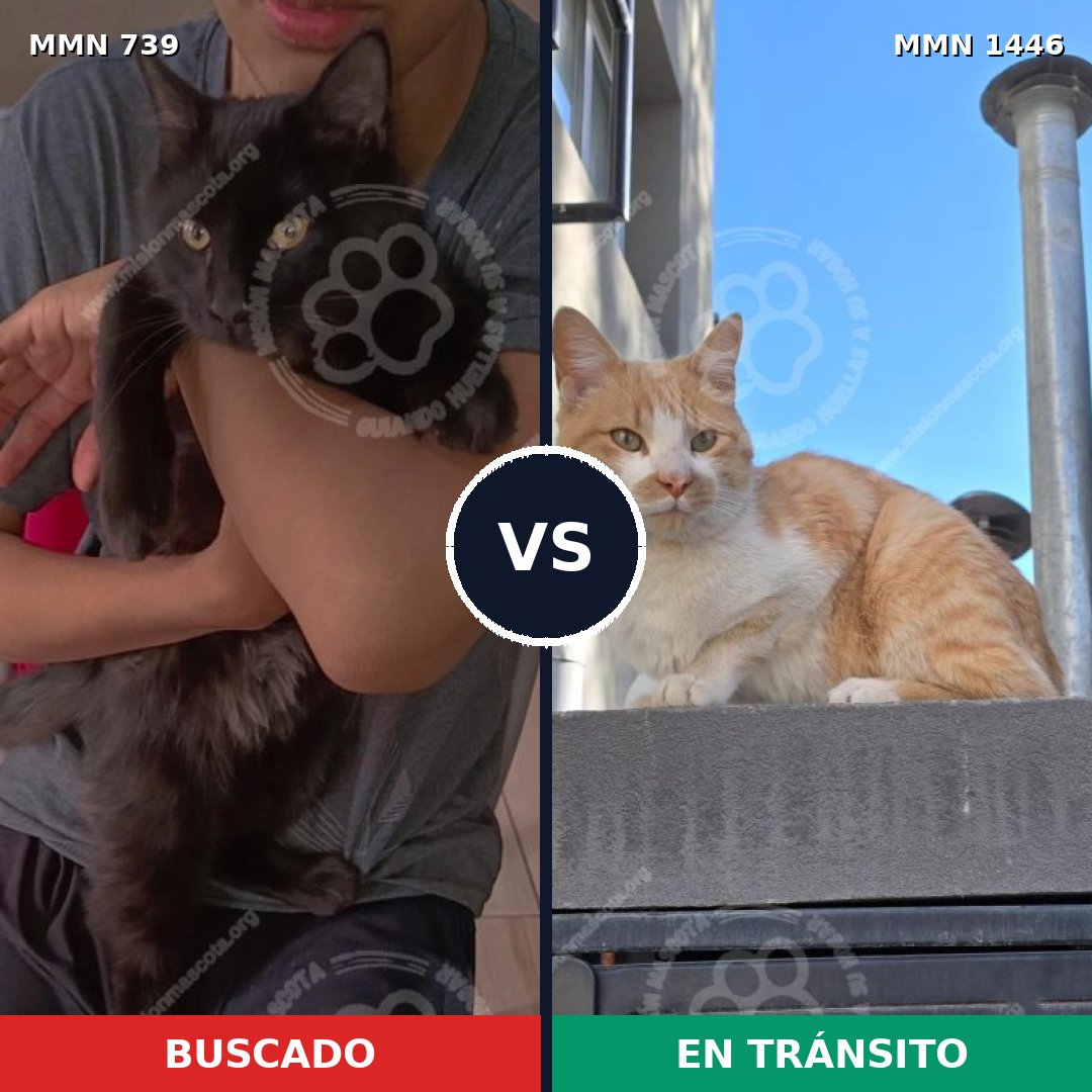 Comparativa MMS 25180: mascota perdida y mascota encontrada, 41% de similitud
