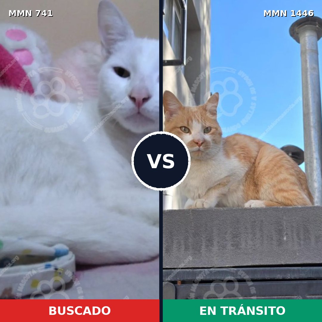 Comparativa MMS 25181: mascota perdida y mascota encontrada, 45% de similitud