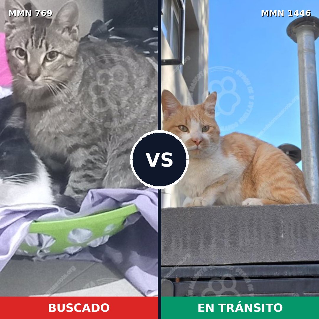 Comparativa MMS 25182: mascota perdida y mascota encontrada, 38% de similitud