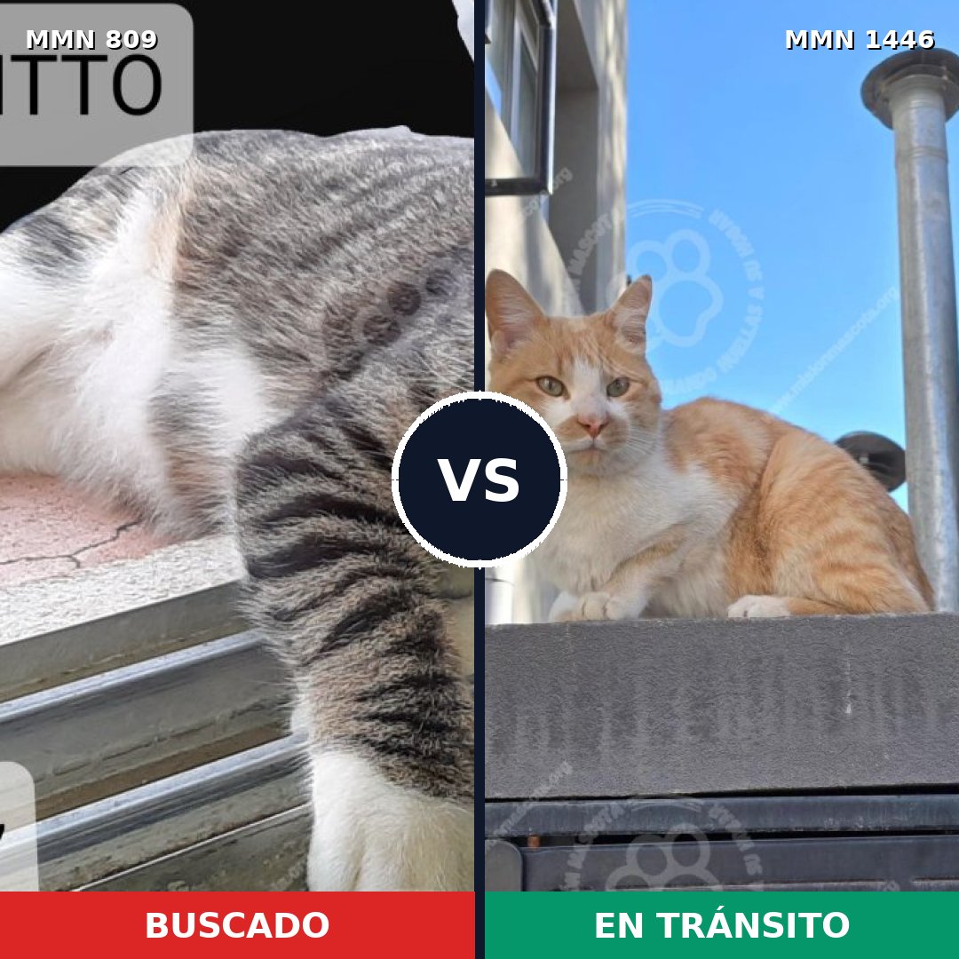 Comparativa MMS 25184: mascota perdida y mascota encontrada, 47% de similitud