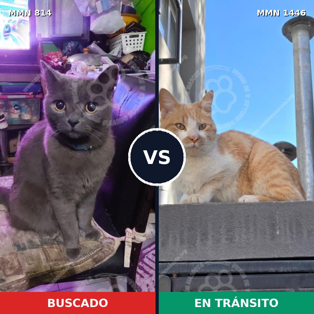 Comparativa MMS 25185: mascota perdida y mascota encontrada, 37% de similitud