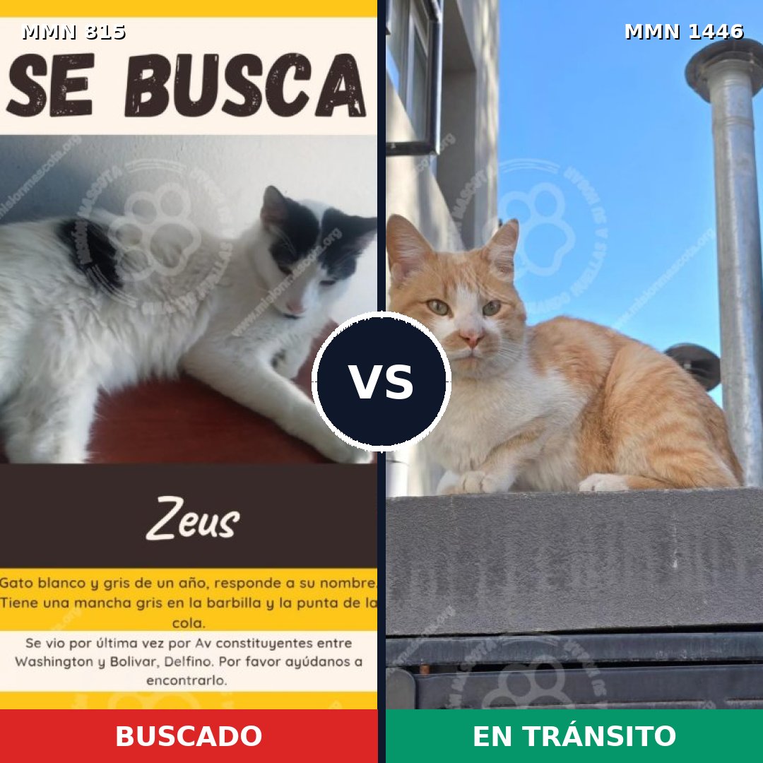 Comparativa MMS 25186: mascota perdida y mascota encontrada, 52% de similitud