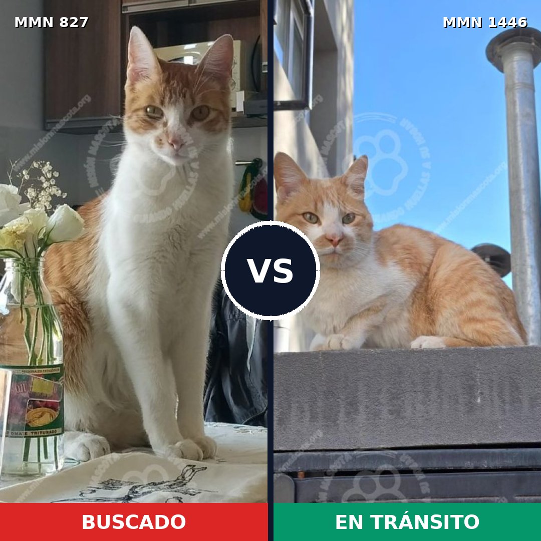 Comparativa MMS 25187: mascota perdida y mascota encontrada, 43% de similitud