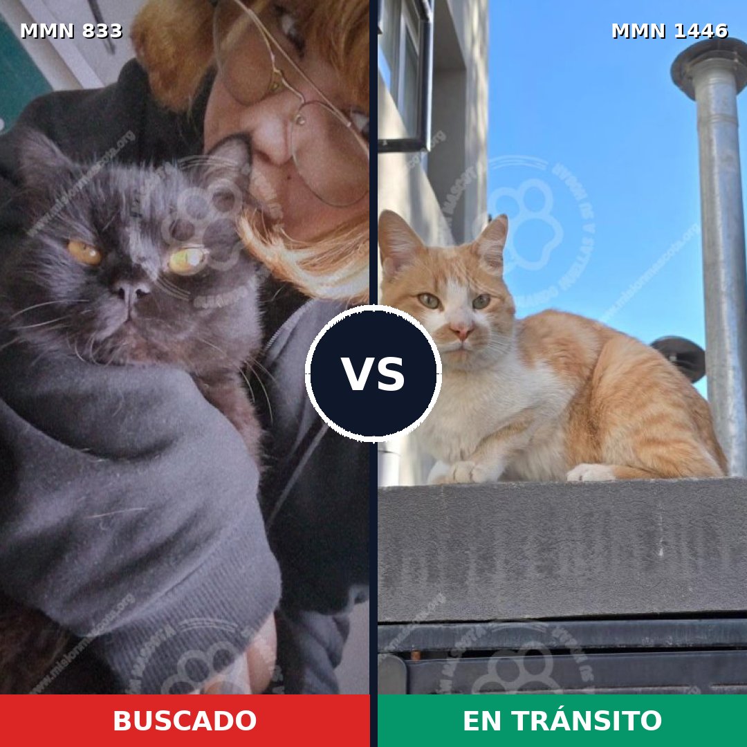 Comparativa MMS 25188: mascota perdida y mascota encontrada, 41% de similitud