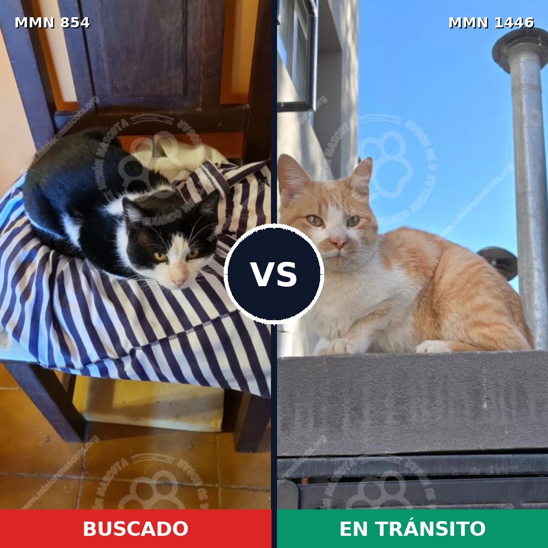 Comparativa MMS 25189: mascota perdida y mascota encontrada, 52% de similitud