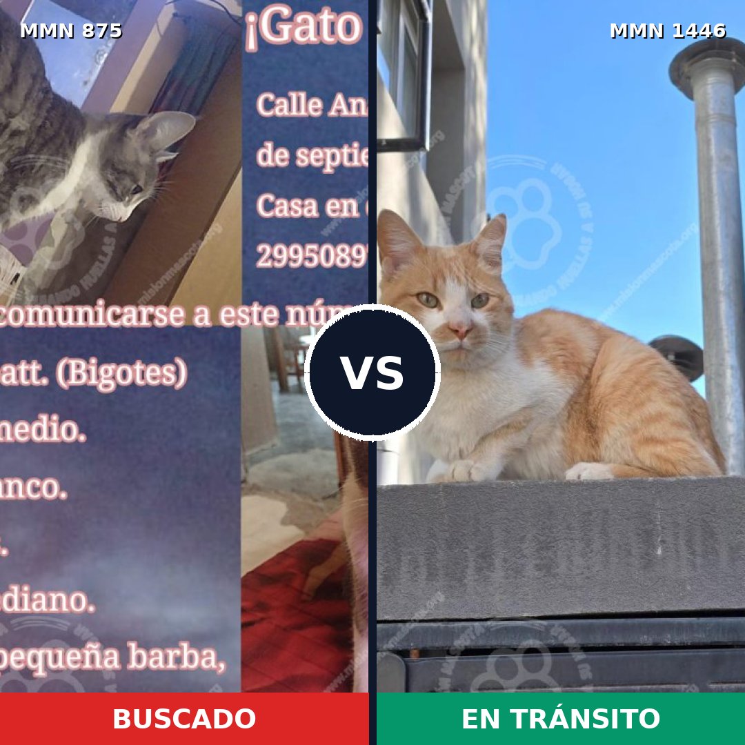 Comparativa MMS 25190: mascota perdida y mascota encontrada, 53% de similitud