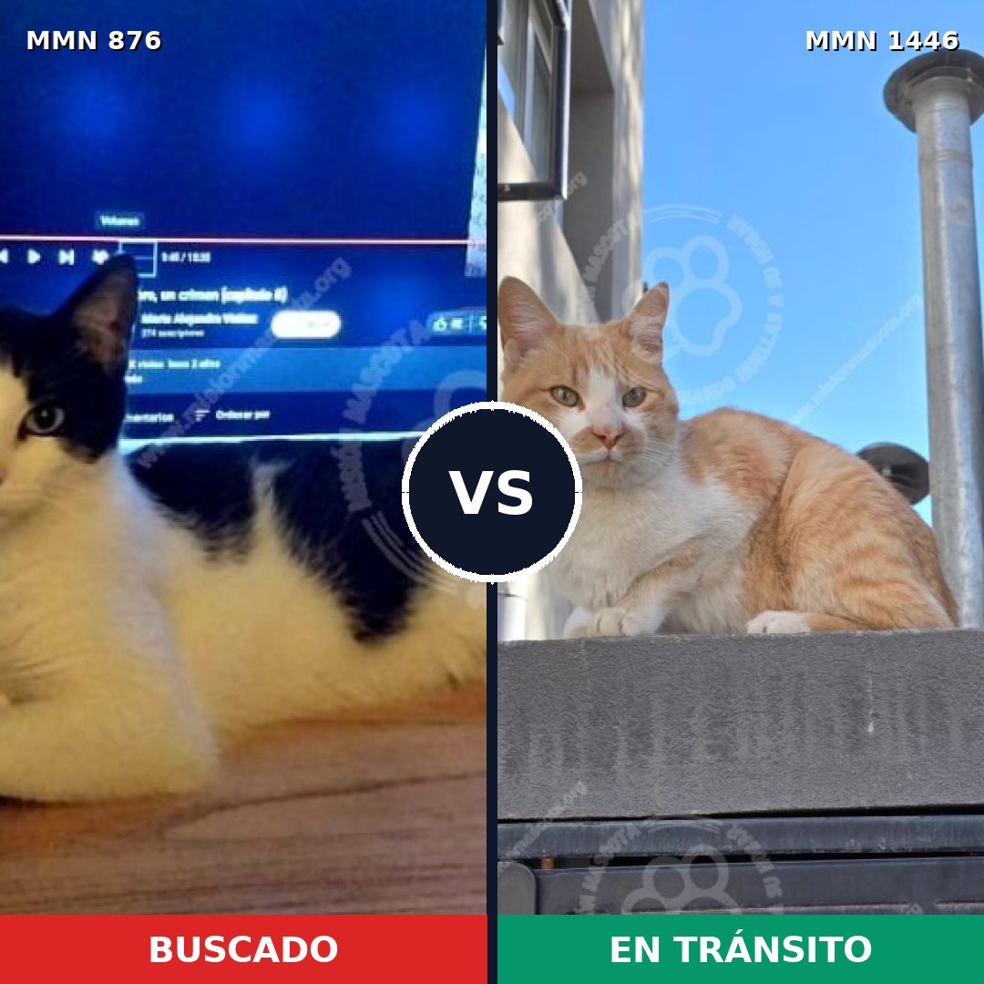 Comparativa MMS 25191: mascota perdida y mascota encontrada, 47% de similitud