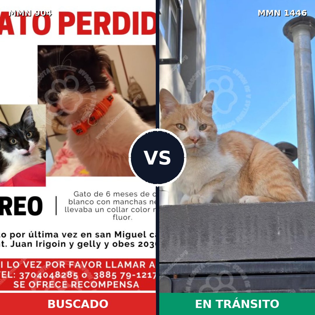 Comparativa MMS 25192: mascota perdida y mascota encontrada, 36% de similitud