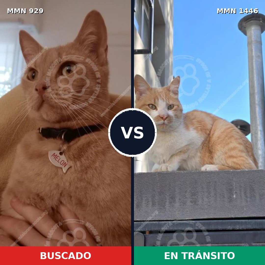 Comparativa MMS 25194: mascota perdida y mascota encontrada, 47% de similitud