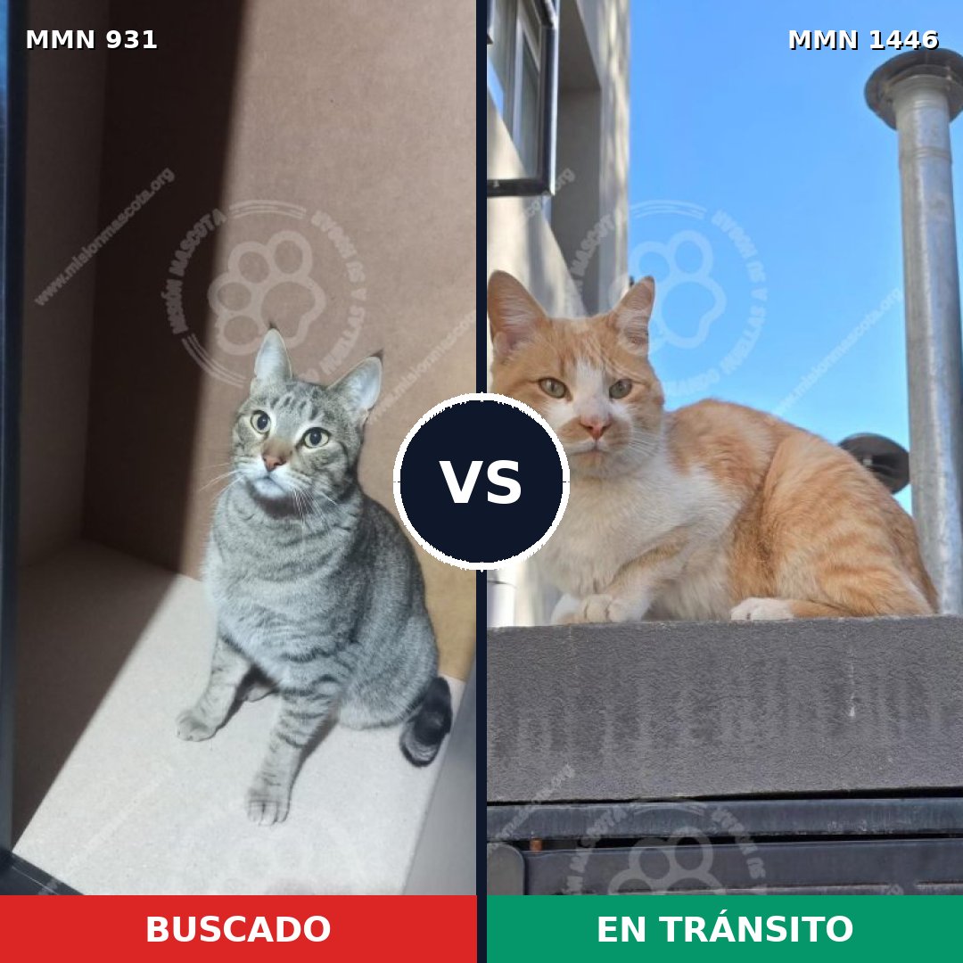 Comparativa MMS 25195: mascota perdida y mascota encontrada, 49% de similitud