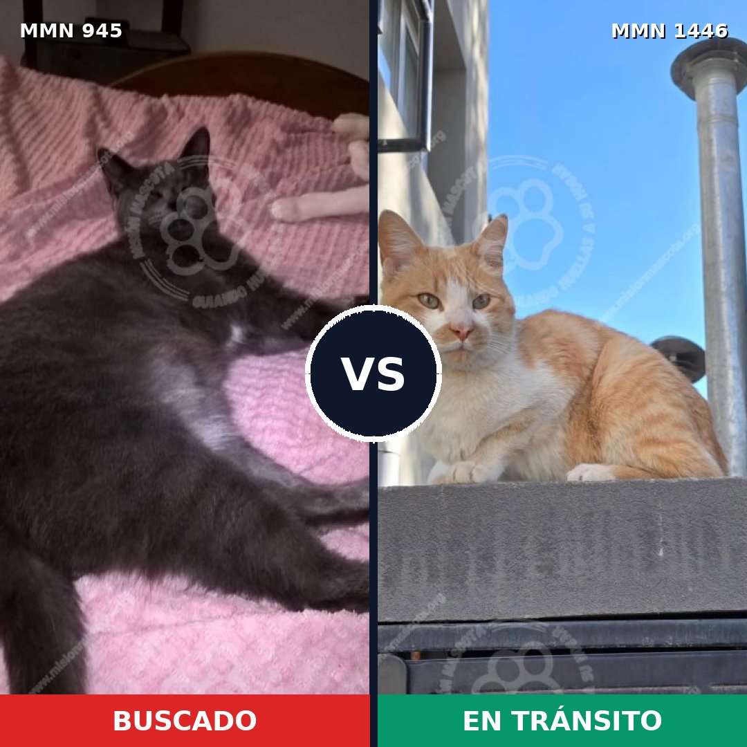 Comparativa MMS 25196: mascota perdida y mascota encontrada, 46% de similitud