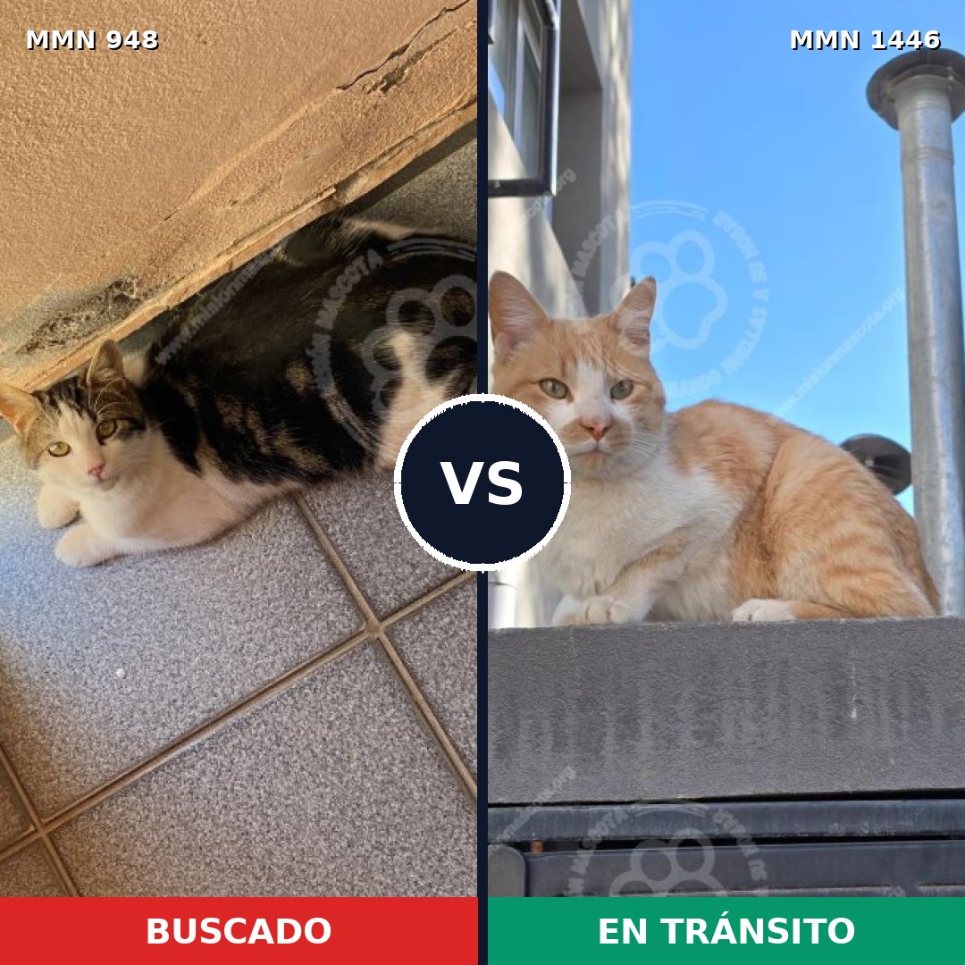 Comparativa MMS 25197: mascota perdida y mascota encontrada, 52% de similitud