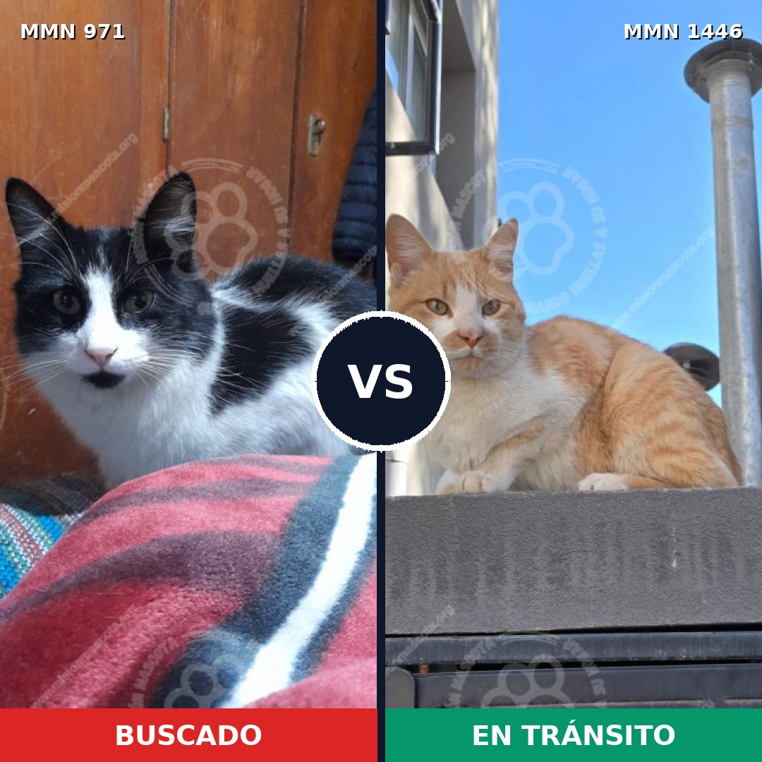 Comparativa MMS 25198: mascota perdida y mascota encontrada, 47% de similitud