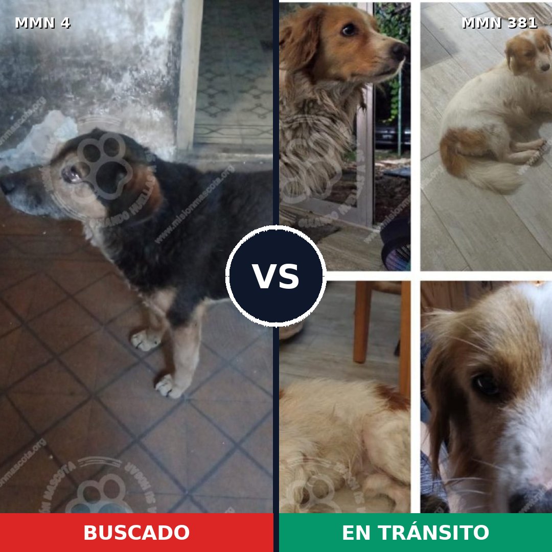 Comparativa MMS 252: mascota perdida y mascota encontrada, 73% de similitud