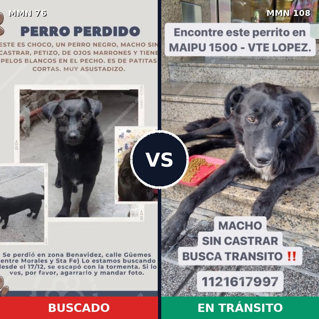 Comparativa MMS 2520: mascota perdida y mascota encontrada, 81% de similitud