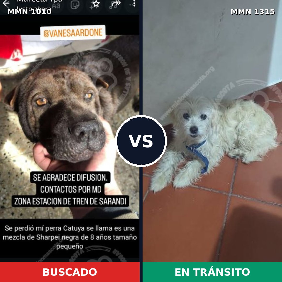Comparativa MMS 25203: mascota perdida y mascota encontrada, 26% de similitud