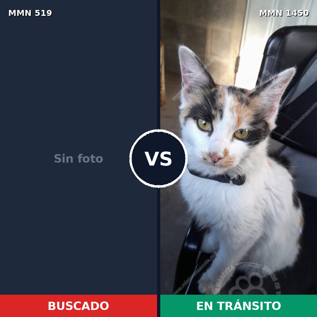 Comparativa MMS 25206: mascota perdida y mascota encontrada, 45% de similitud