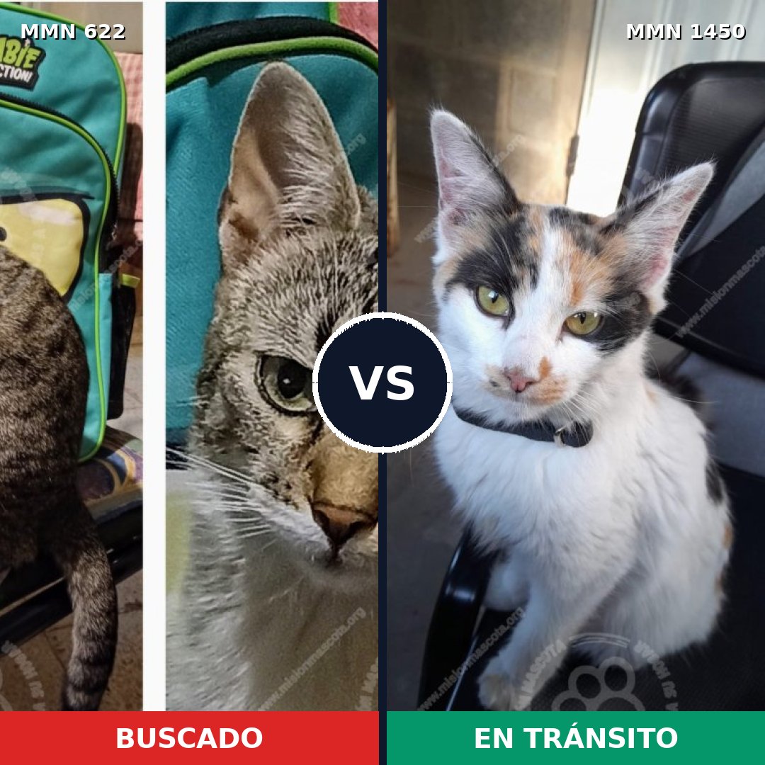 Comparativa MMS 25209: mascota perdida y mascota encontrada, 42% de similitud