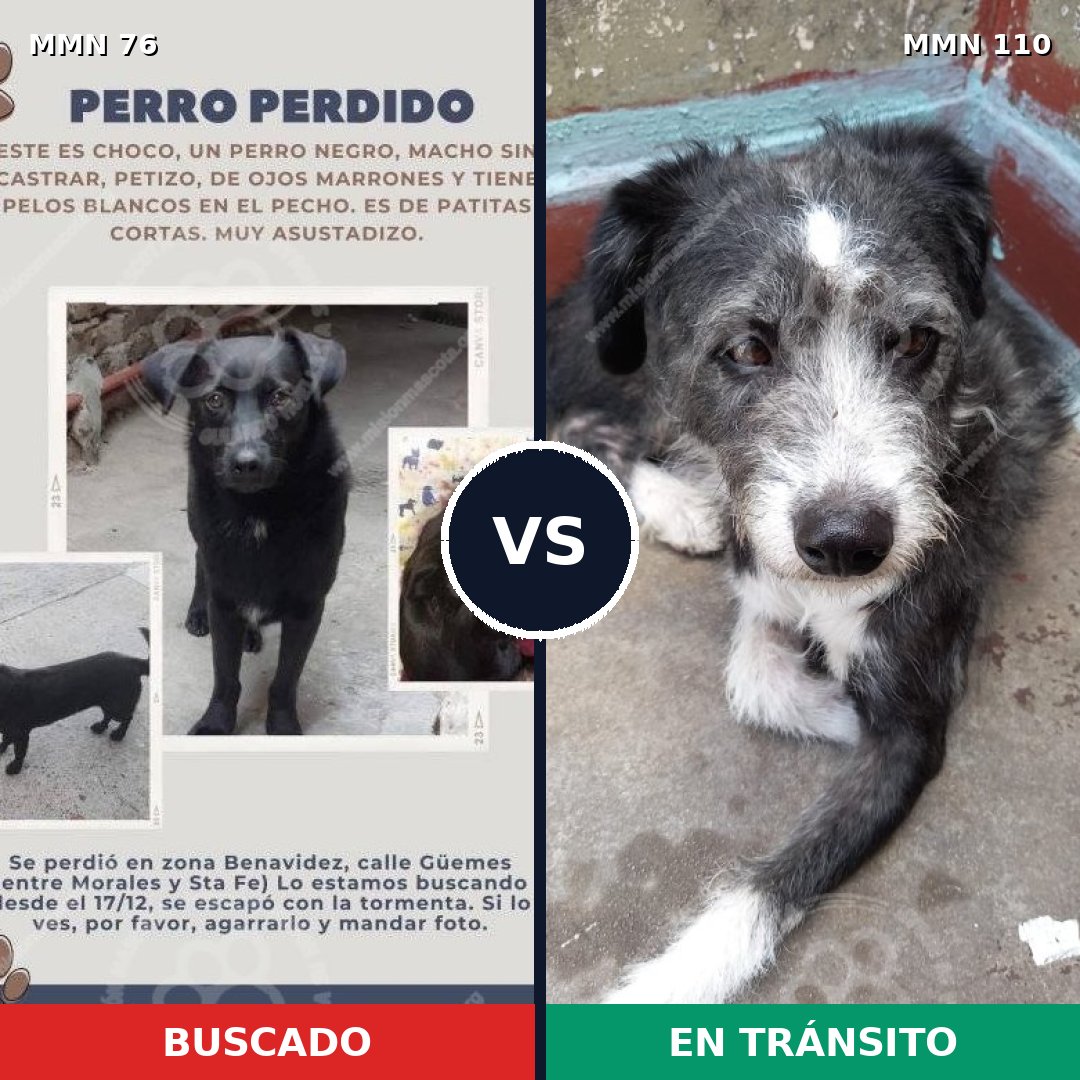 Comparativa MMS 2521: mascota perdida y mascota encontrada, 86% de similitud
