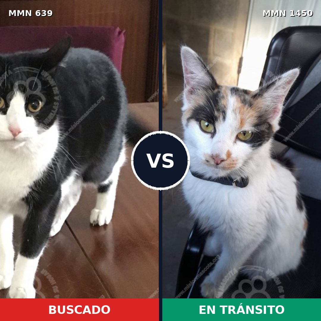 Comparativa MMS 25210: mascota perdida y mascota encontrada, 33% de similitud