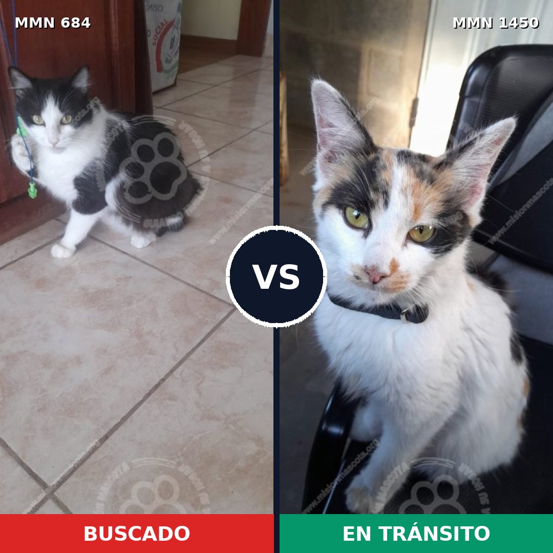Comparativa MMS 25211: mascota perdida y mascota encontrada, 35% de similitud