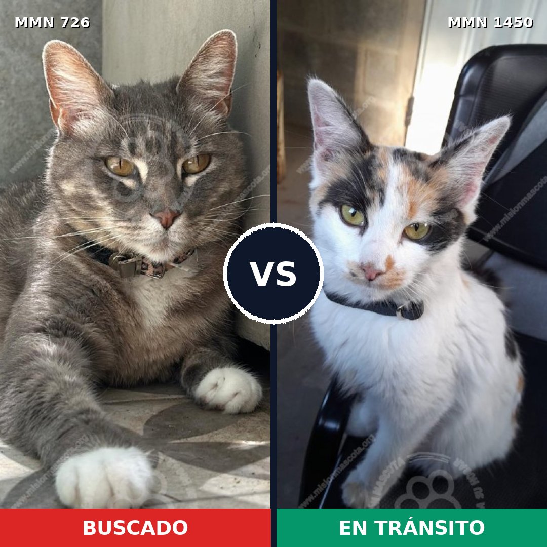 Comparativa MMS 25213: mascota perdida y mascota encontrada, 28% de similitud