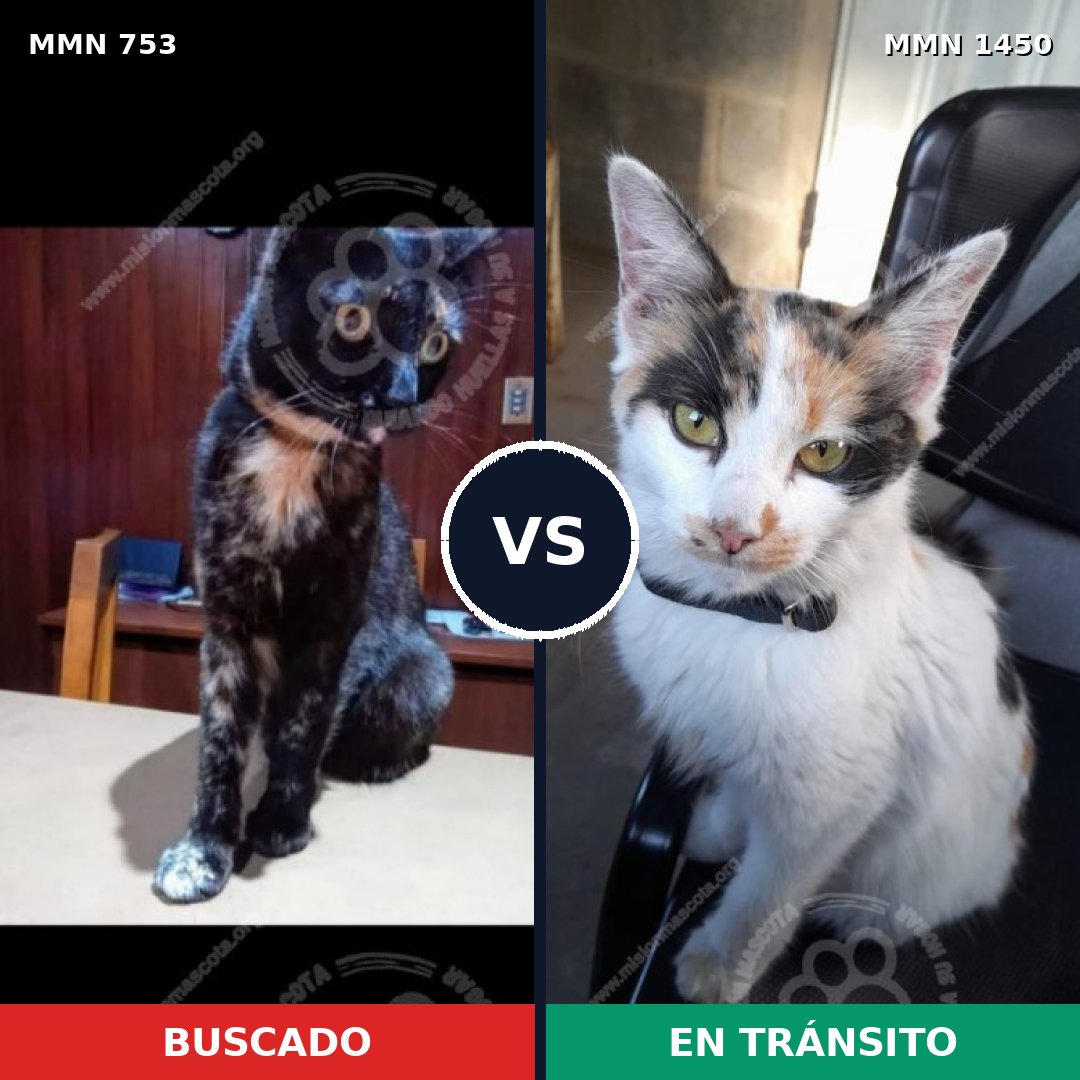 Comparativa MMS 25214: mascota perdida y mascota encontrada, 32% de similitud