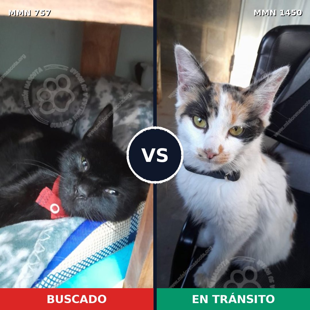 Comparativa MMS 25215: mascota perdida y mascota encontrada, 42% de similitud