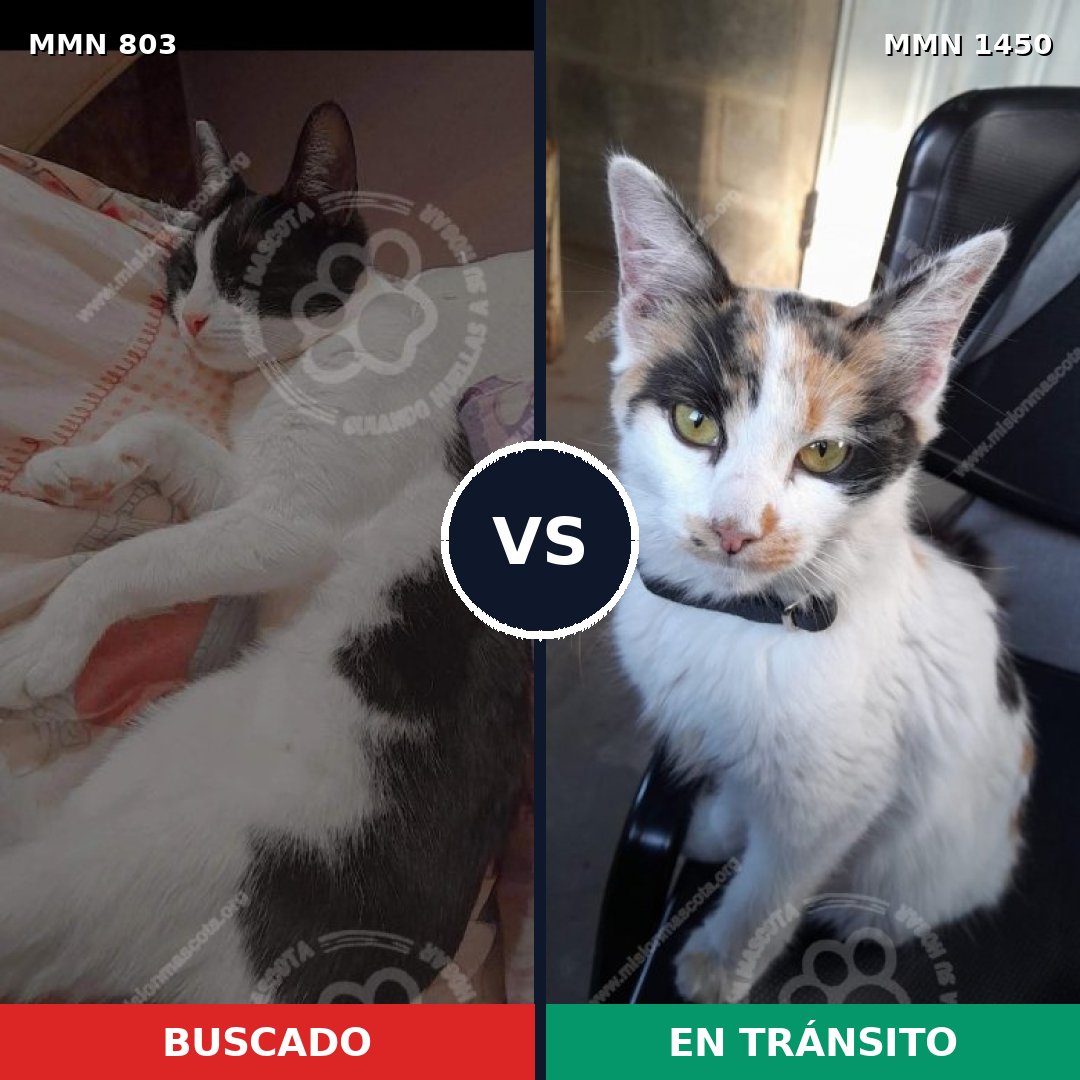 Comparativa MMS 25216: mascota perdida y mascota encontrada, 44% de similitud