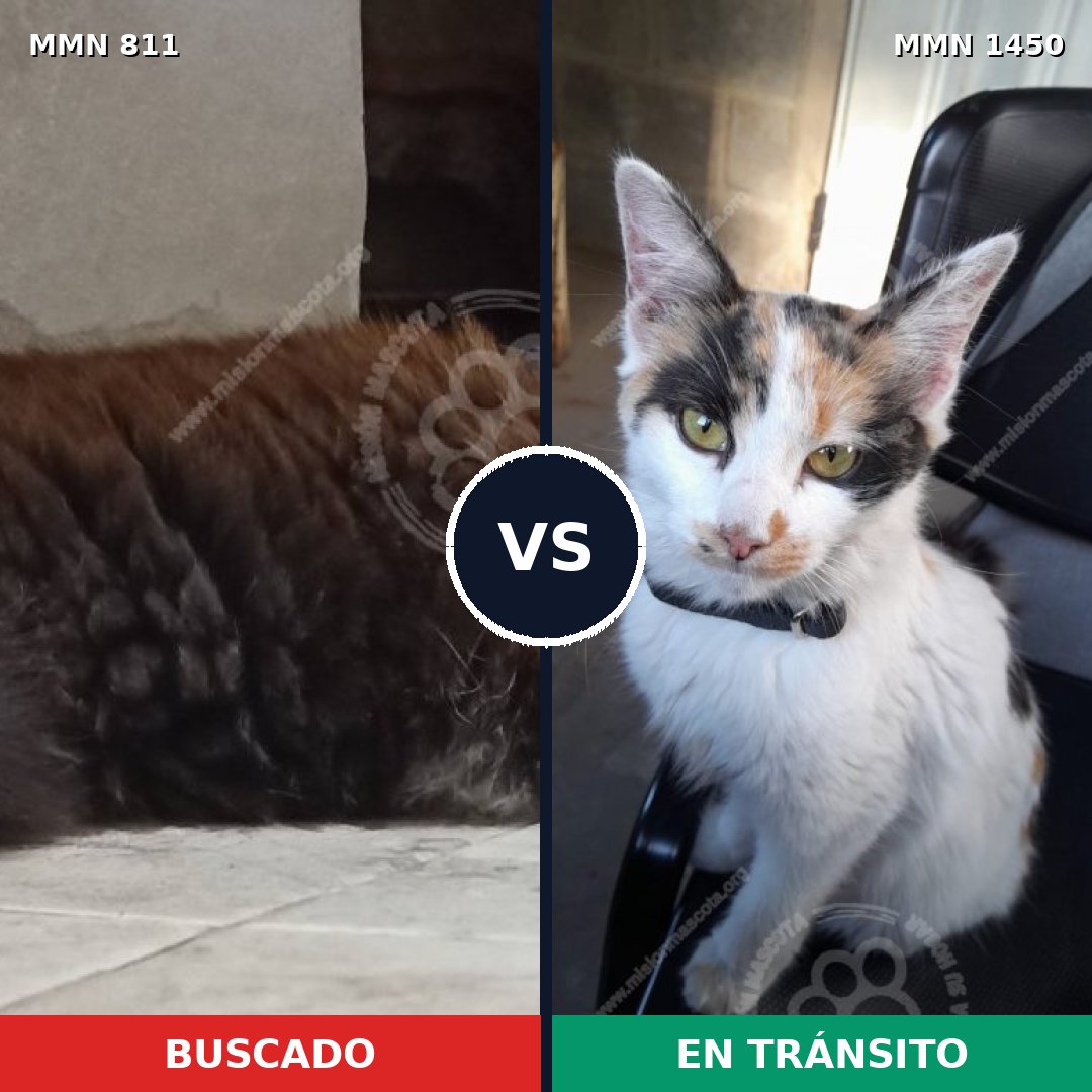 Comparativa MMS 25217: mascota perdida y mascota encontrada, 50% de similitud