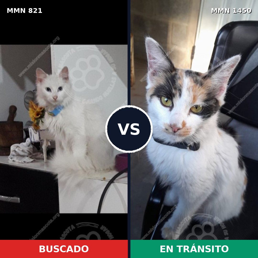 Comparativa MMS 25218: mascota perdida y mascota encontrada, 34% de similitud