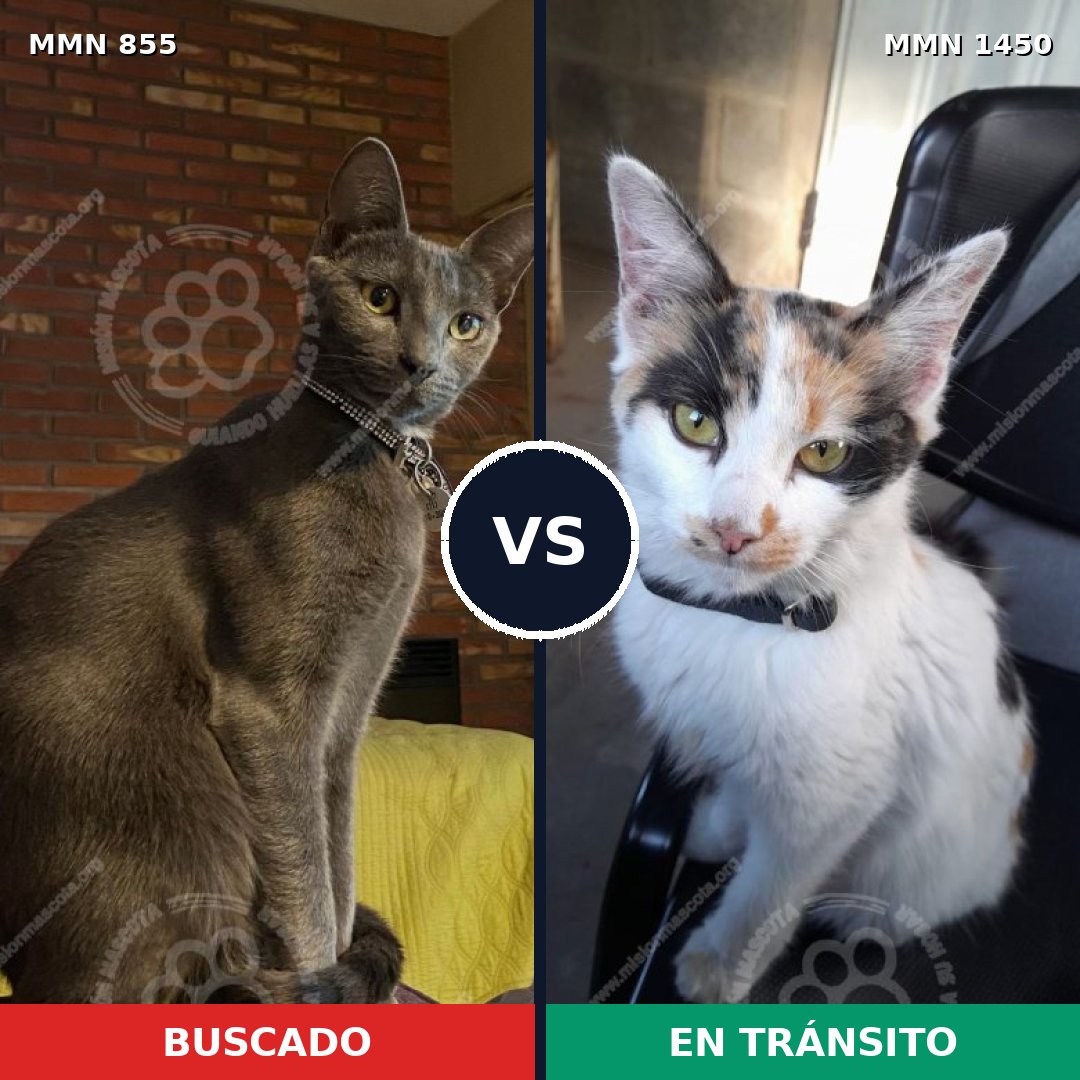 Comparativa MMS 25219: mascota perdida y mascota encontrada, 35% de similitud