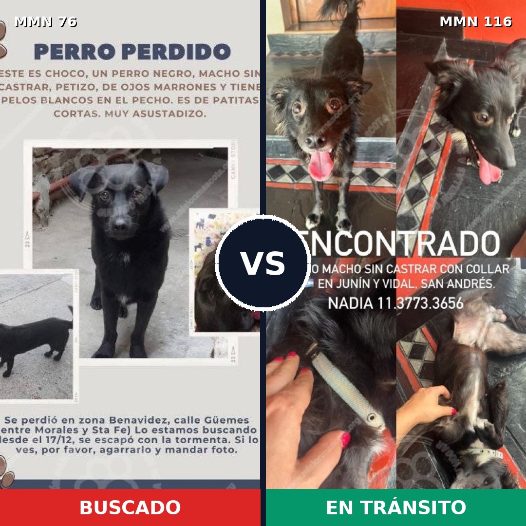 Comparativa MMS 2522: mascota perdida y mascota encontrada, 85% de similitud