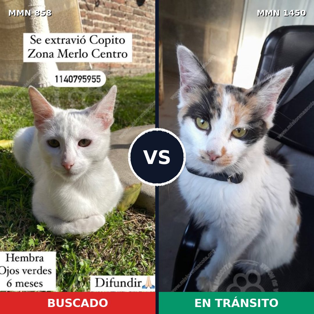 Comparativa MMS 25220: mascota perdida y mascota encontrada, 49% de similitud
