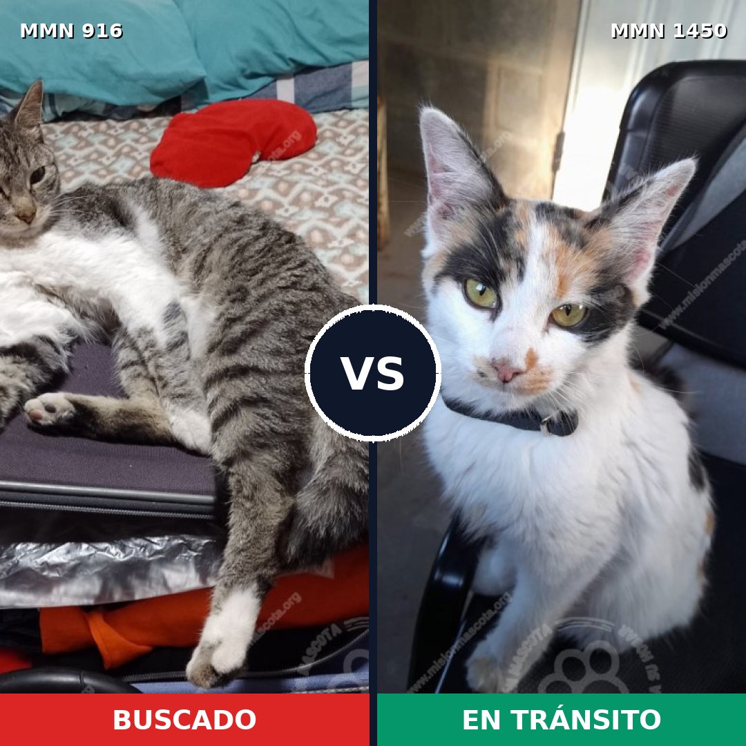 Comparativa MMS 25221: mascota perdida y mascota encontrada, 37% de similitud