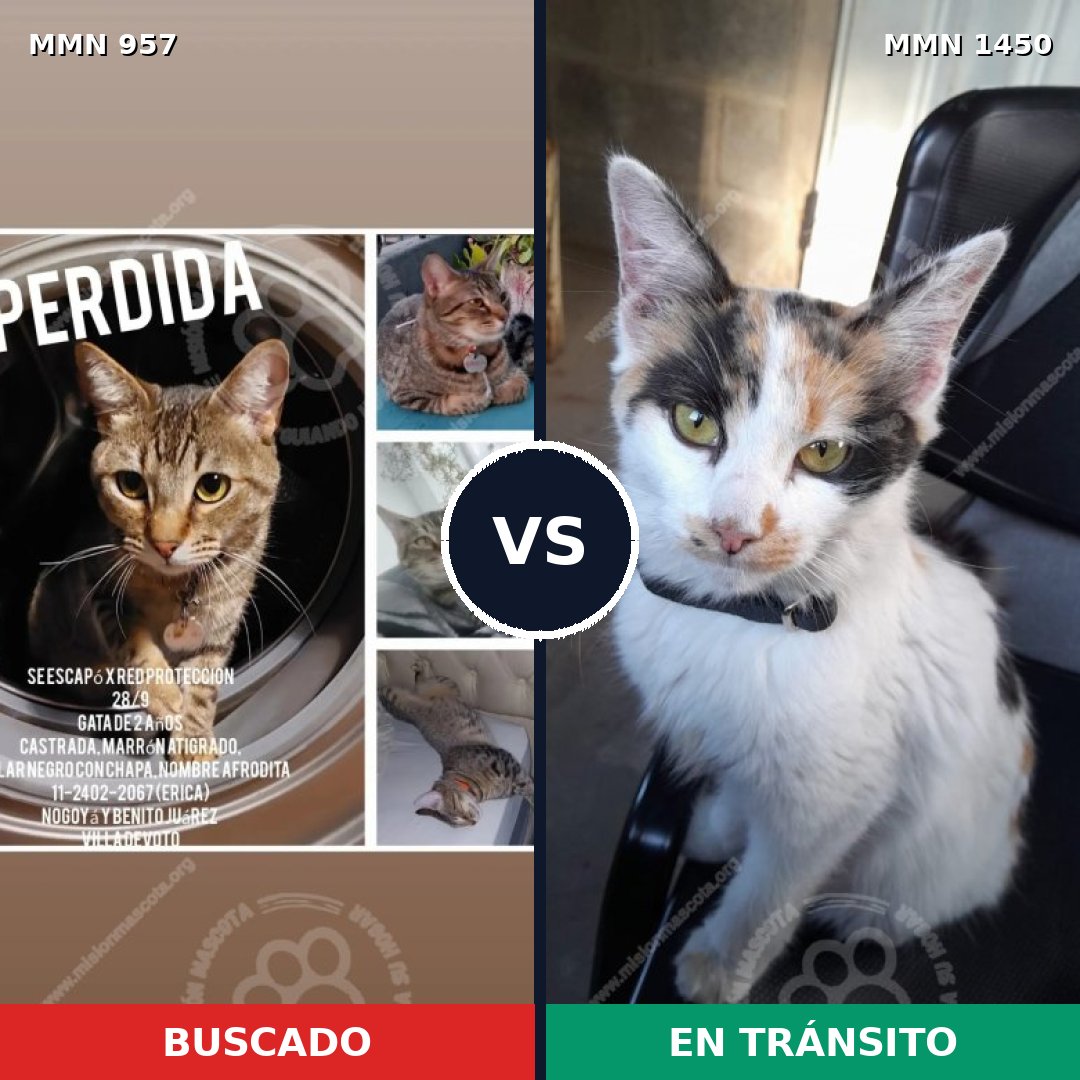 Comparativa MMS 25223: mascota perdida y mascota encontrada, 37% de similitud