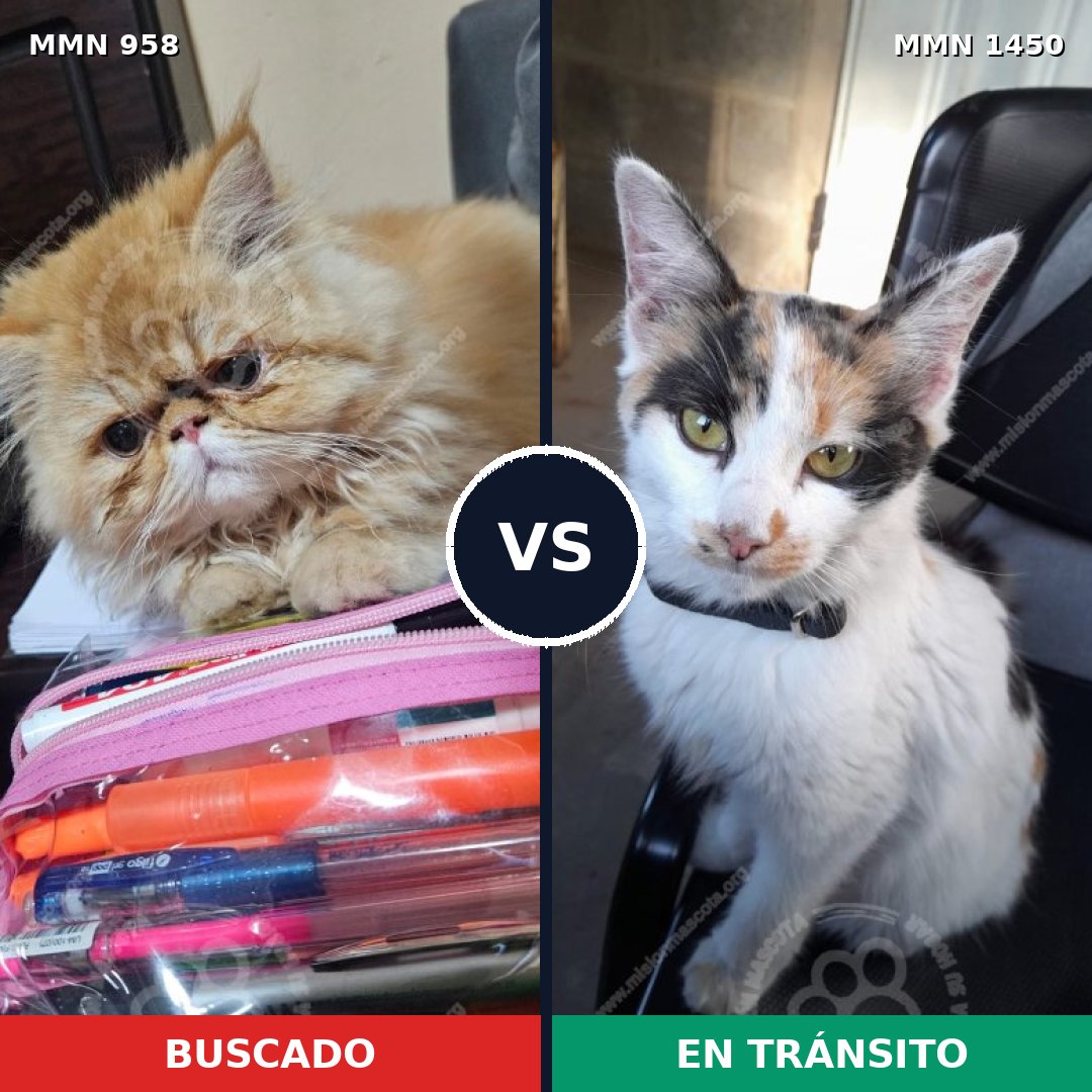 Comparativa MMS 25224: mascota perdida y mascota encontrada, 47% de similitud