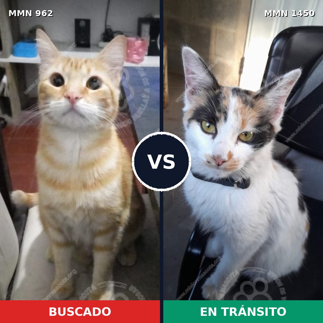 Comparativa MMS 25225: mascota perdida y mascota encontrada, 26% de similitud