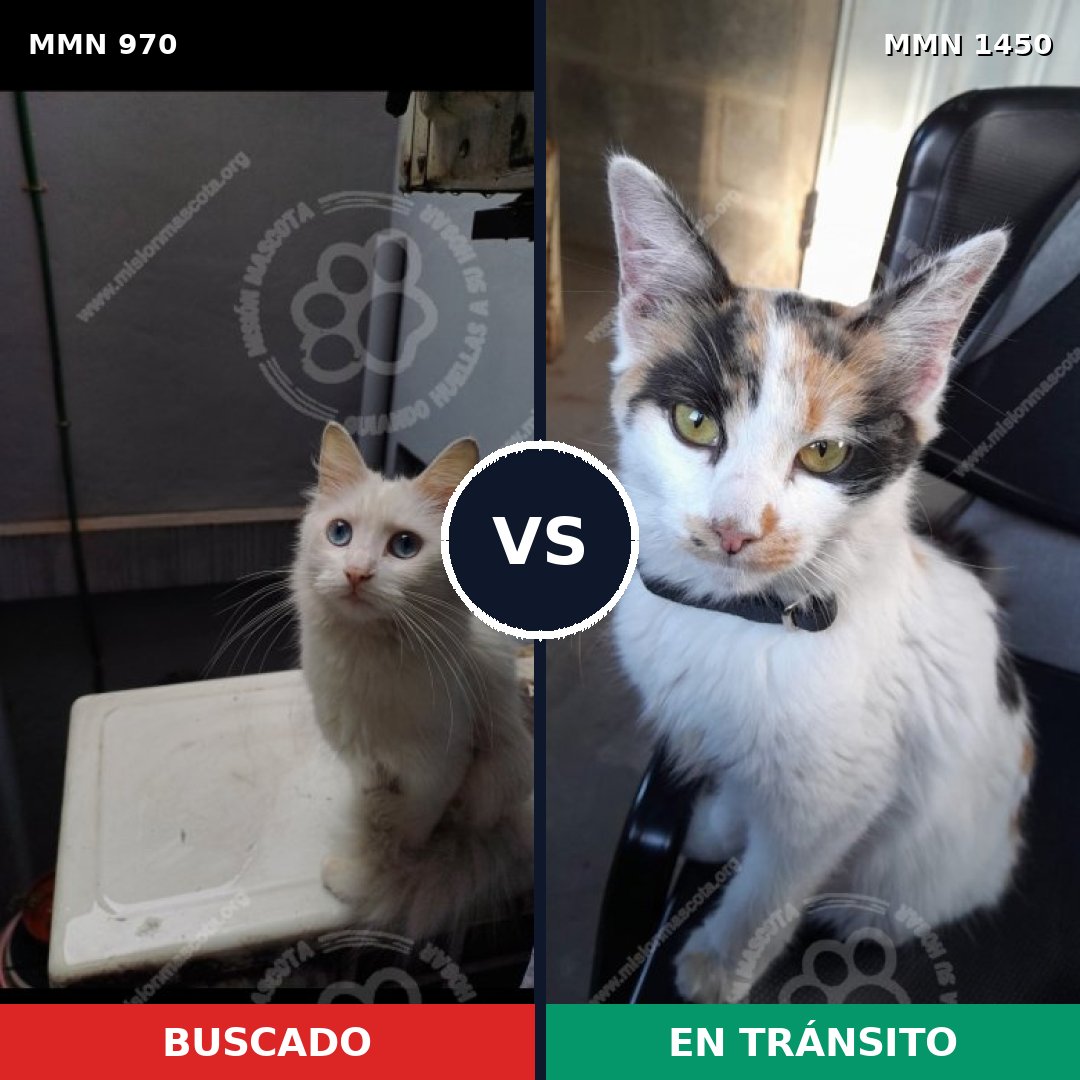 Comparativa MMS 25226: mascota perdida y mascota encontrada, 41% de similitud