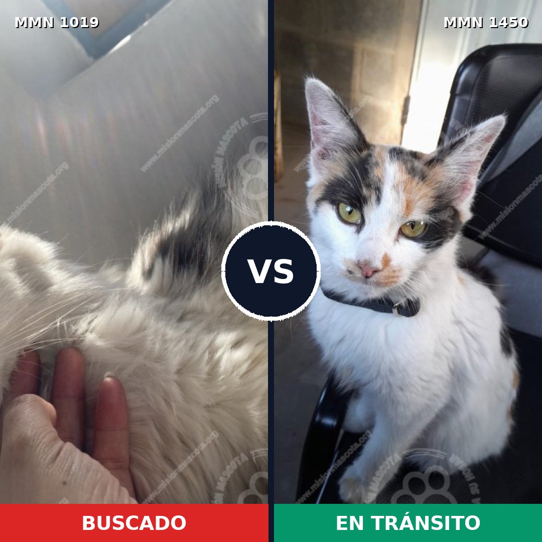 Comparativa MMS 25227: mascota perdida y mascota encontrada, 46% de similitud