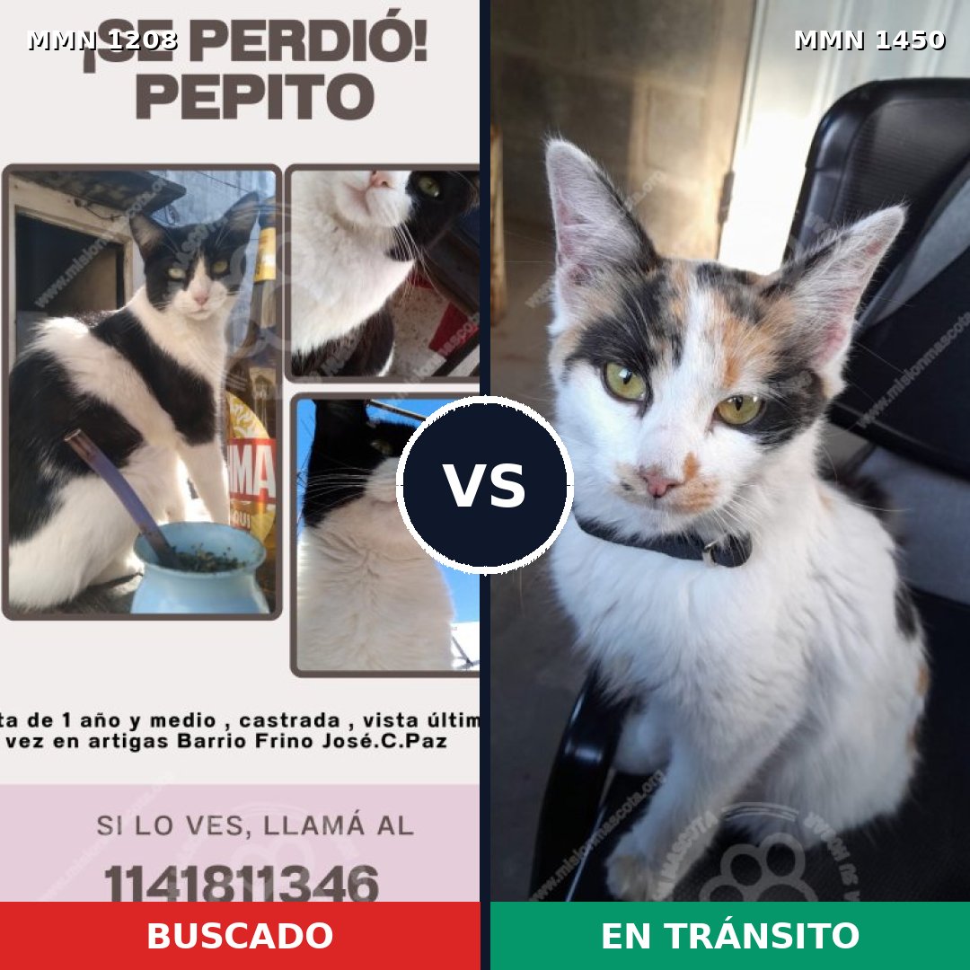 Comparativa MMS 25228: mascota perdida y mascota encontrada, 48% de similitud