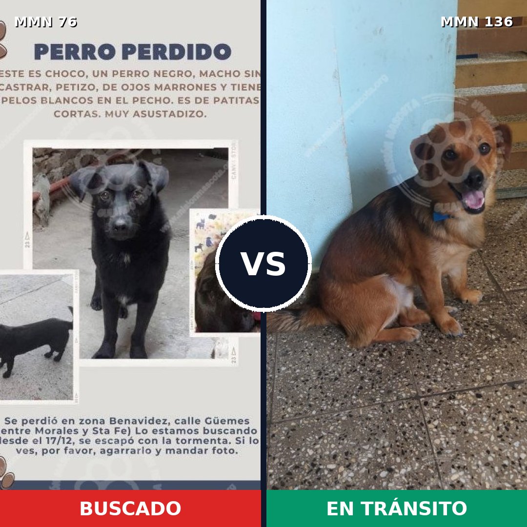 Comparativa MMS 2523: mascota perdida y mascota encontrada, 51% de similitud