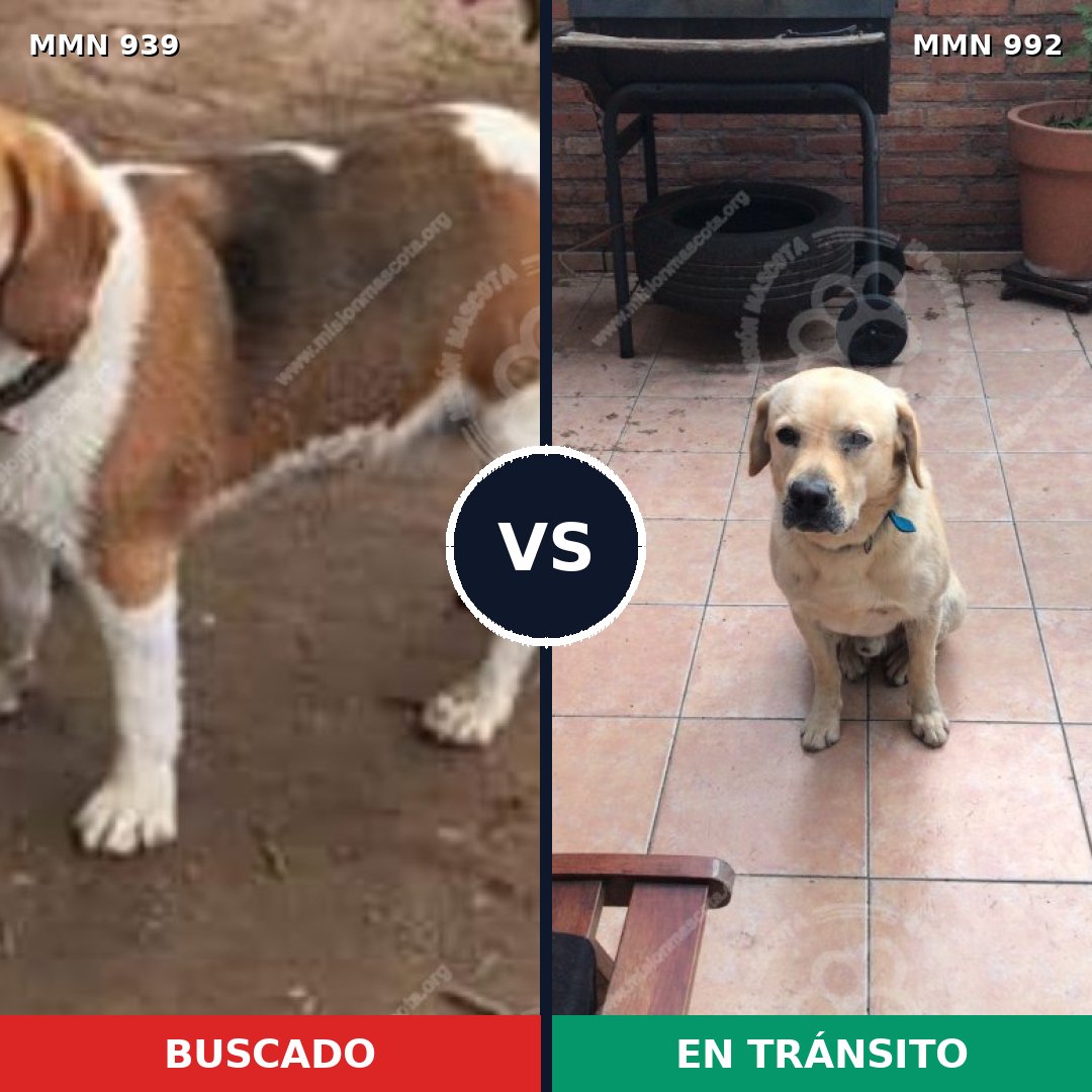 Comparativa MMS 25230: mascota perdida y mascota encontrada, 36% de similitud