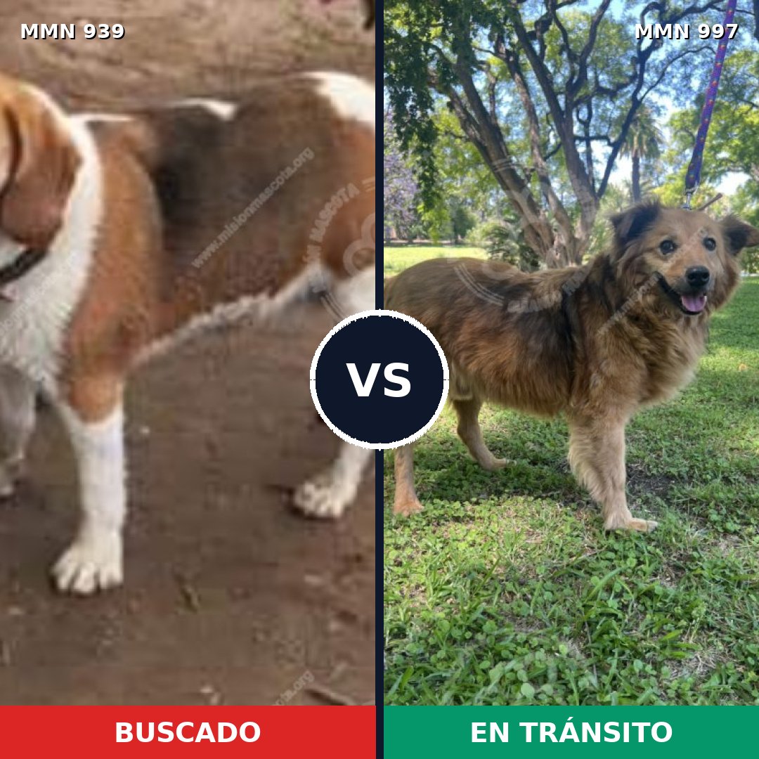 Comparativa MMS 25231: mascota perdida y mascota encontrada, 49% de similitud